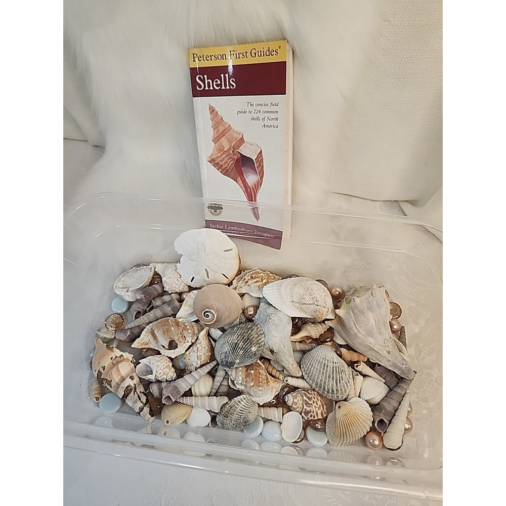 Mixed Lot Sea Shells Crafting Collectors Guide